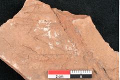 Foto (Detailansicht) von Glyptostrobus europaeus Brongniart (NHMW-GEO-2024-0188-7955)